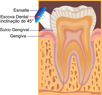 Orgão Dental Escova