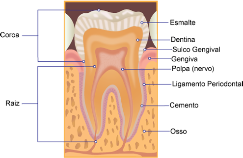 Orgão Dental