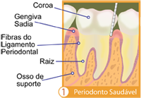periodonto saudavel